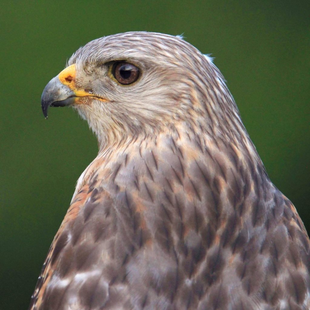 Conservation Collier Eagle